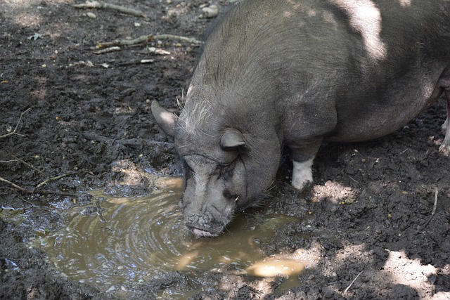 齡的成熟穩 齡的成熟穩